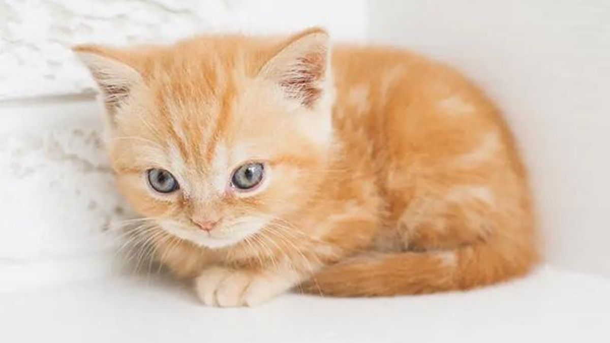 gatito naranja 